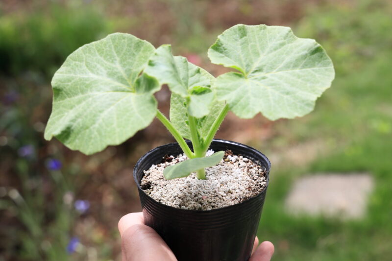 植え付け適期のカボチャ苗