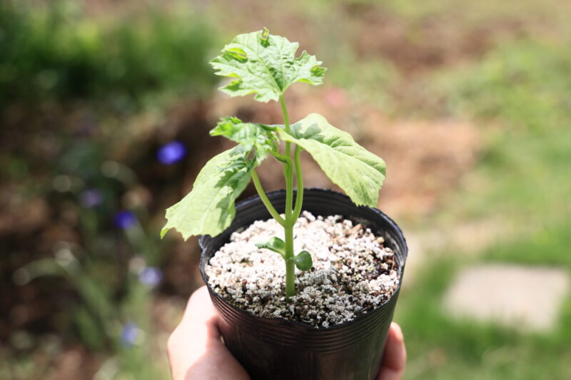 定植適期のゴーヤー