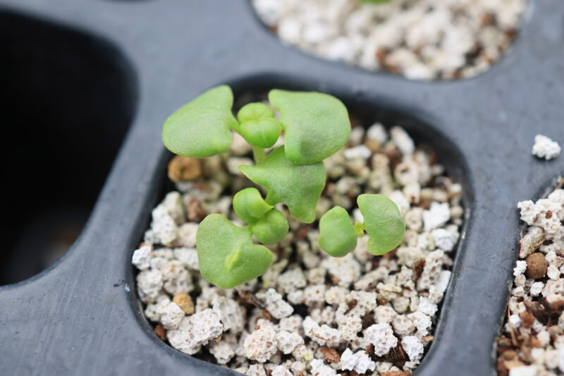 発芽したバジル