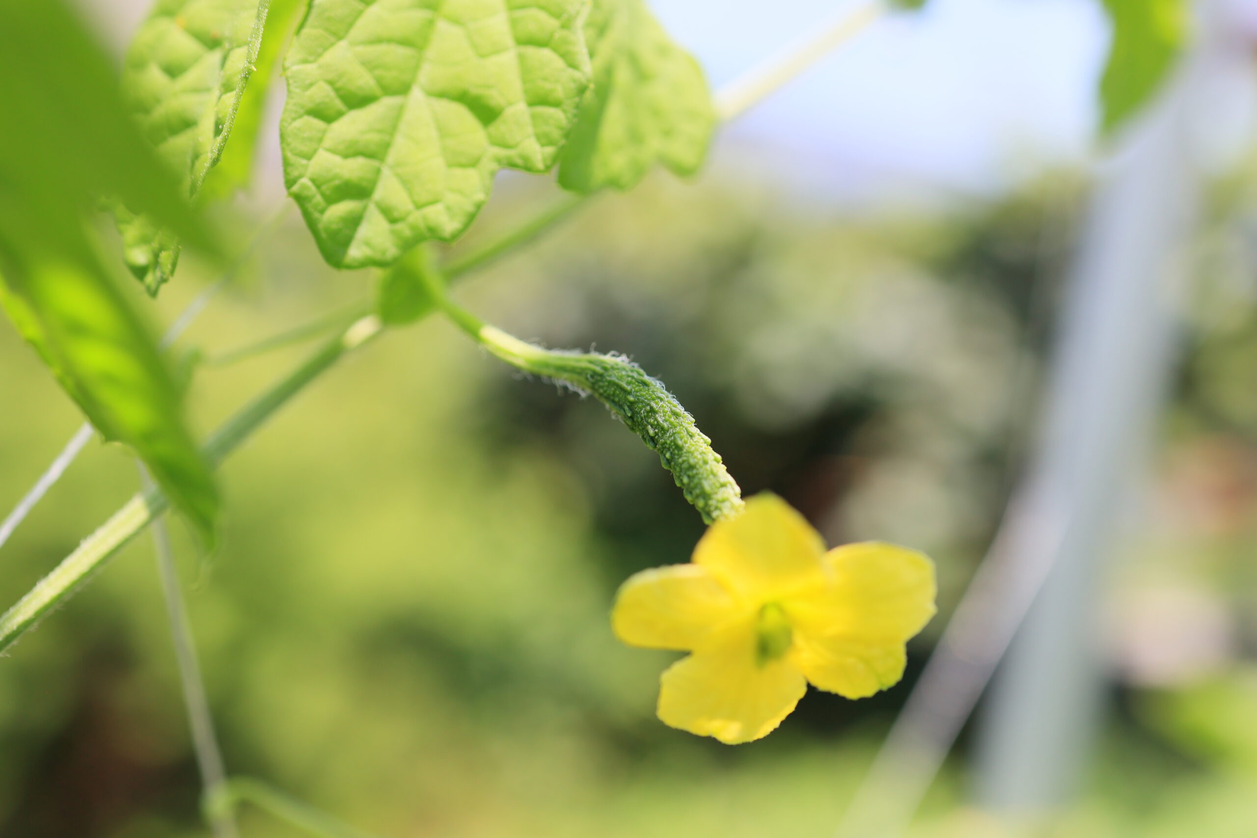 ゴーヤーの雌花