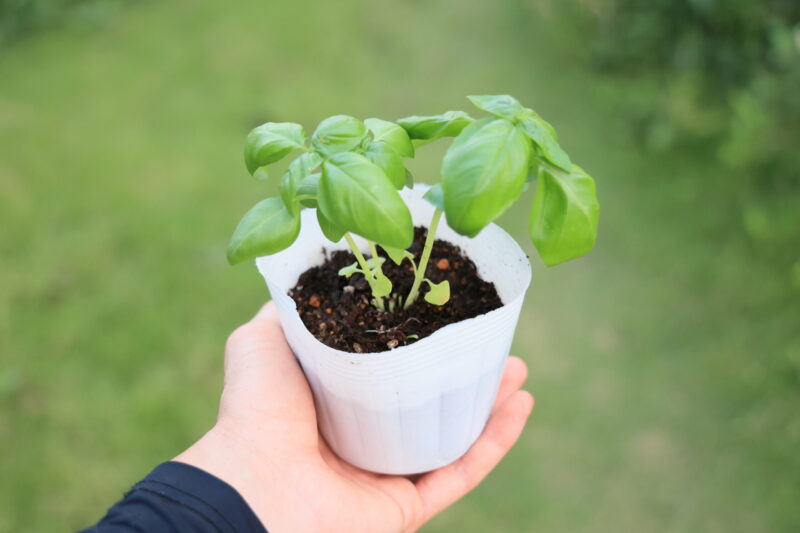 植え付け適期のバジル苗