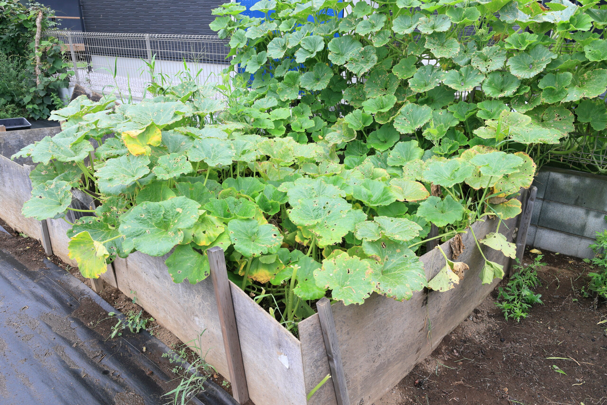 雑草捨て場から成長したカボチャ