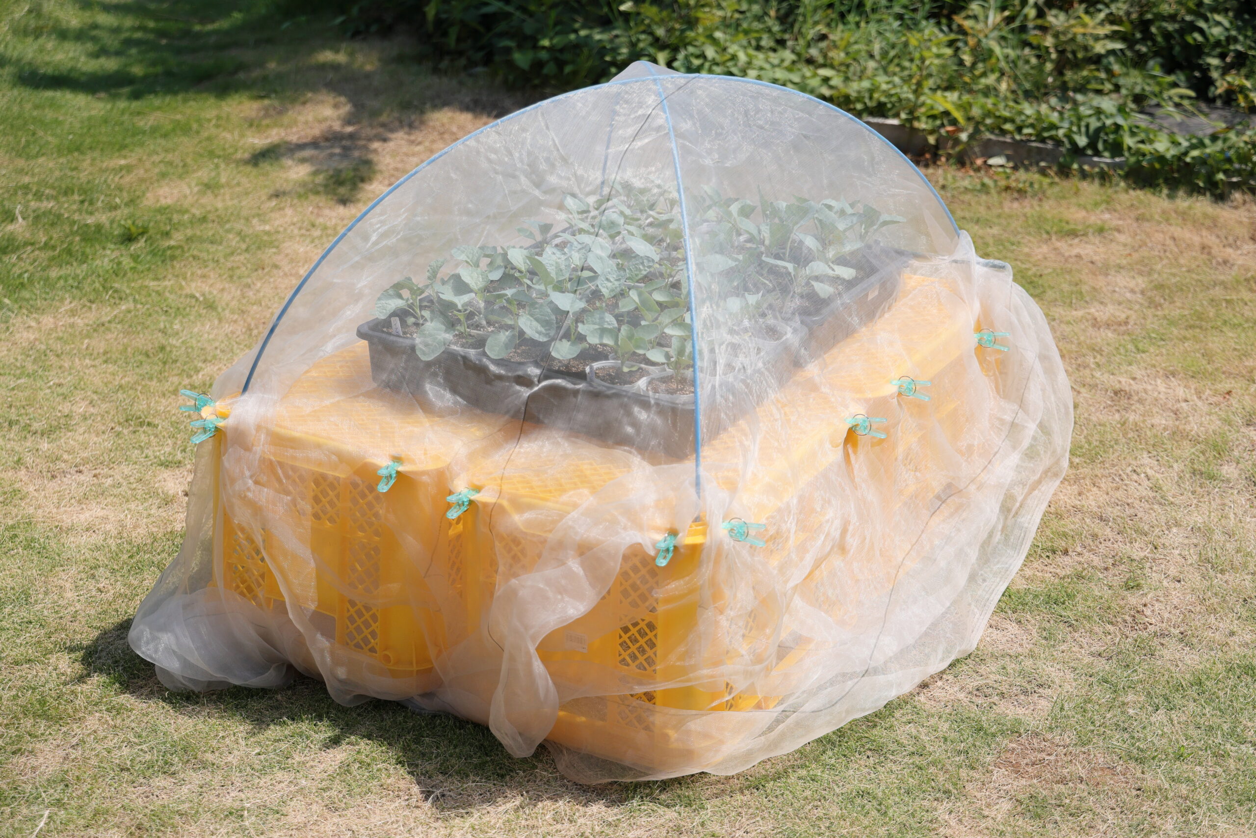 用意した育苗ハウス