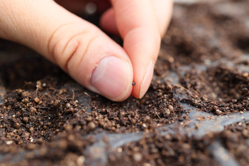 セルトレイに1粒ずつ種を蒔く