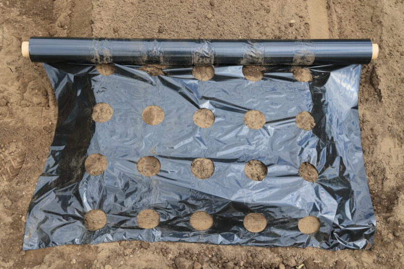 幅95cmで5列15cm間隔の穴あきマルチ