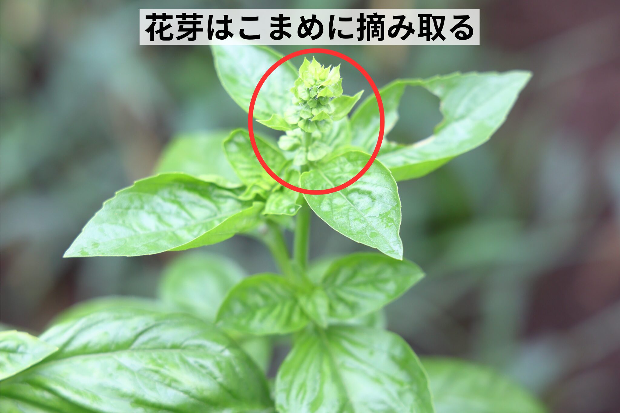 花芽はこまめに摘み取る