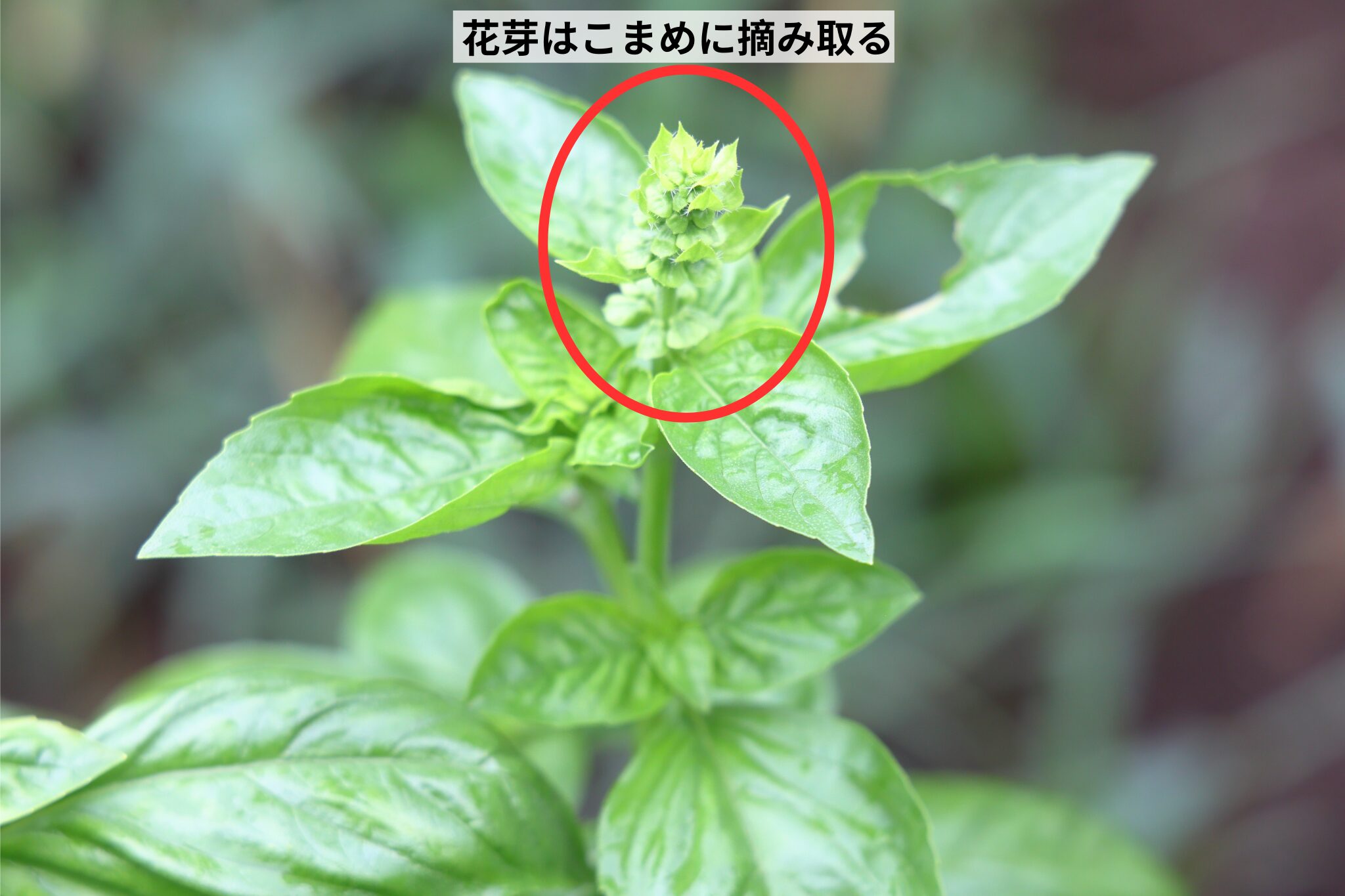 バジルの花芽