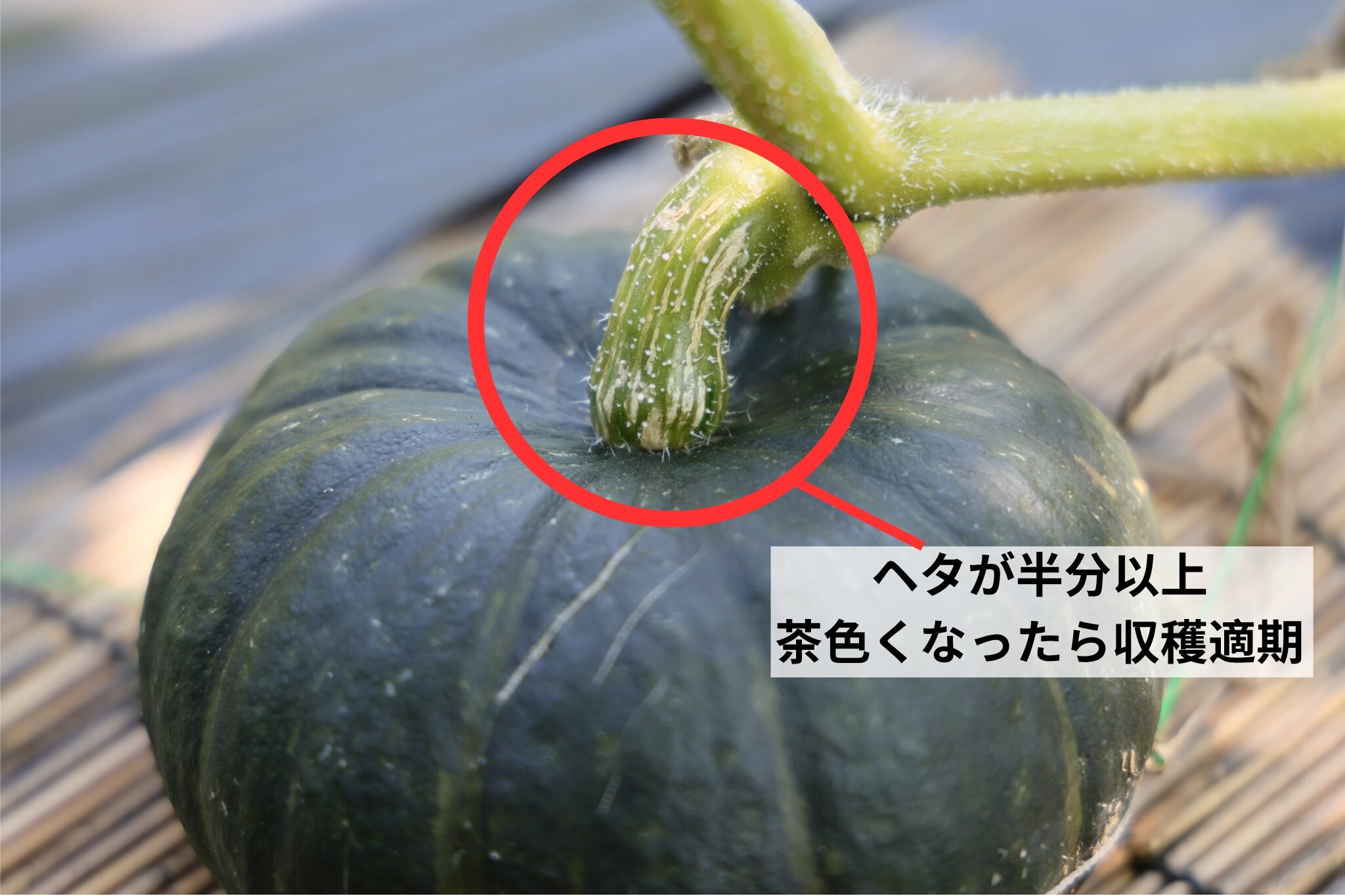 カボチャの収穫適期の見分け方