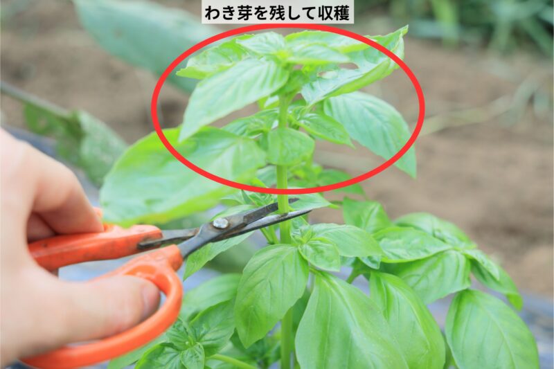 バジルの収穫方法