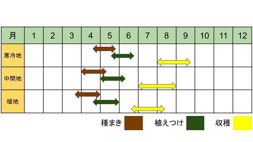 ゴーヤーの栽培時期