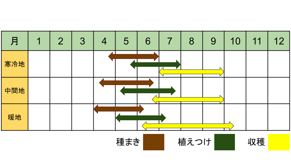バジルの栽培時期