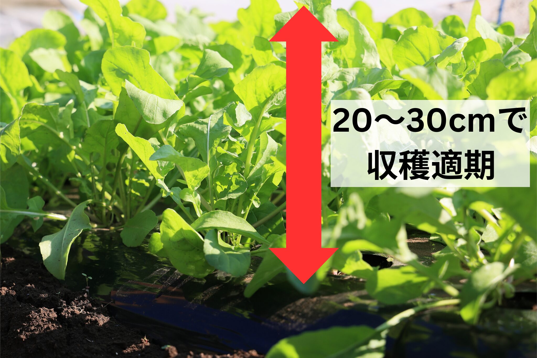 ルッコラの収穫適期