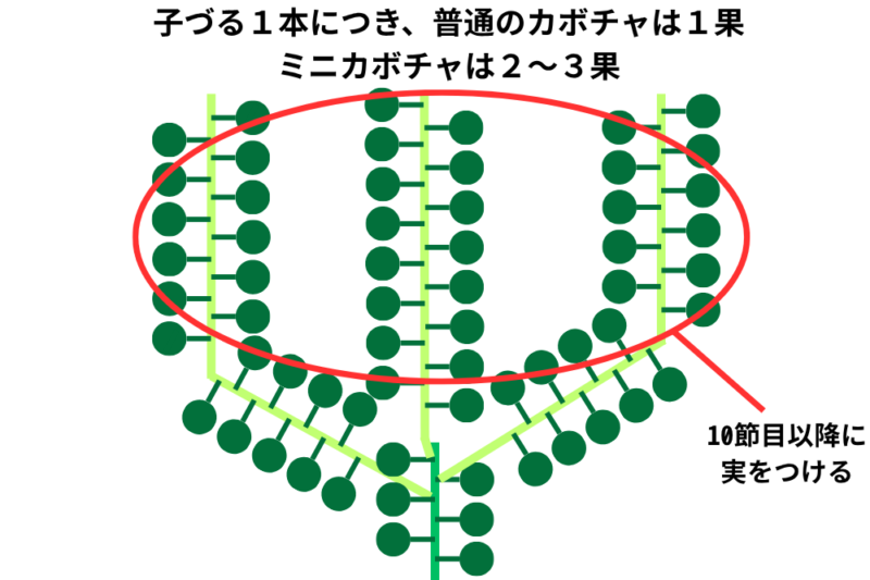 カボチャの摘果と着果位置