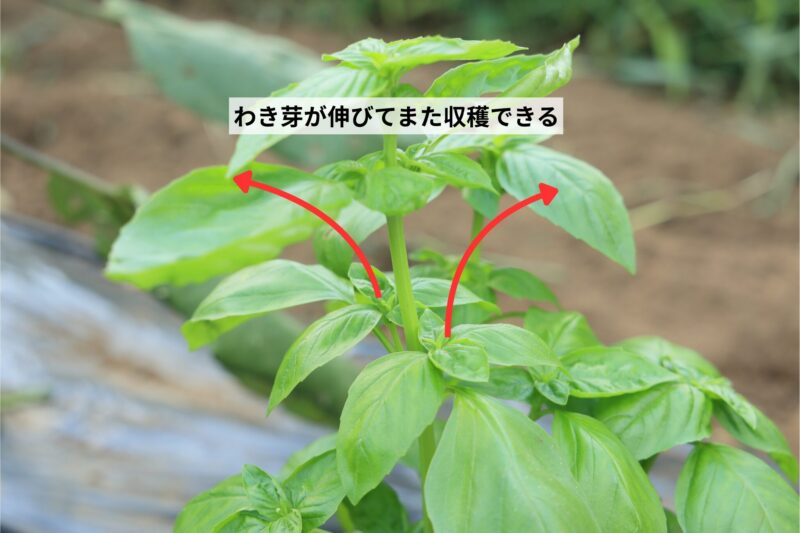 バジルの収穫方法
