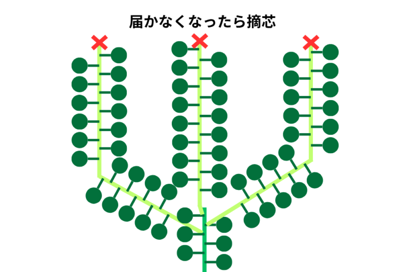 カボチャの摘芯
