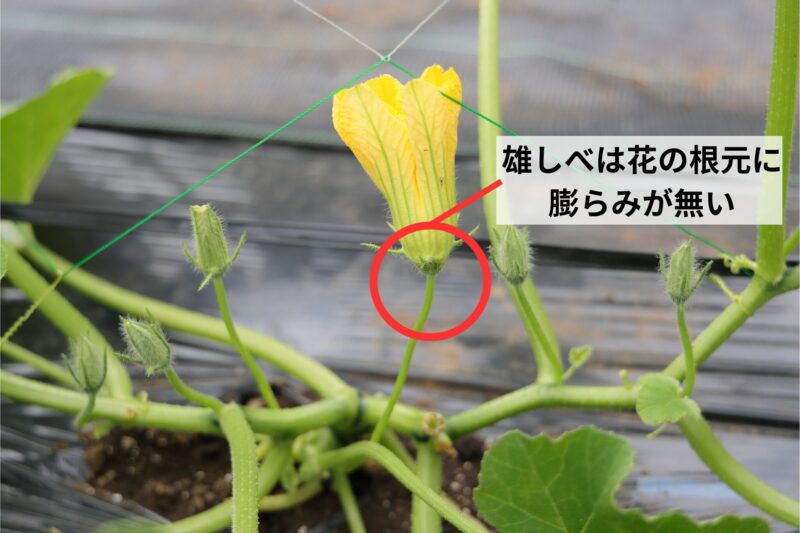 雄しべの見分け方