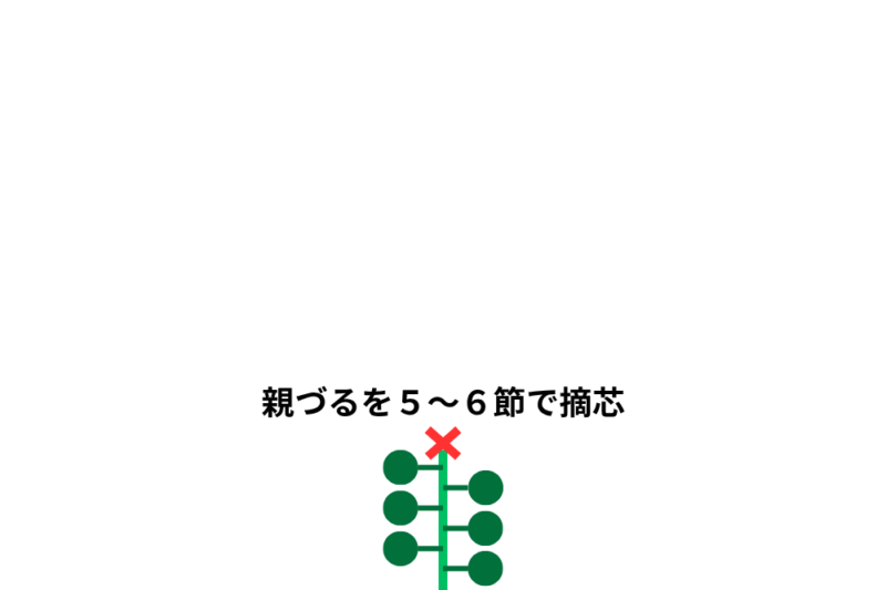 親づるの摘芯