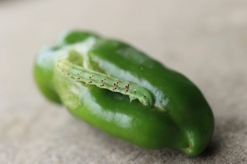 ゼンターリはチョウ目害虫に効く