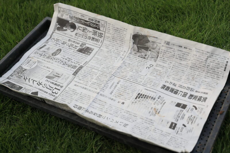 新聞紙を敷いた育苗トレー