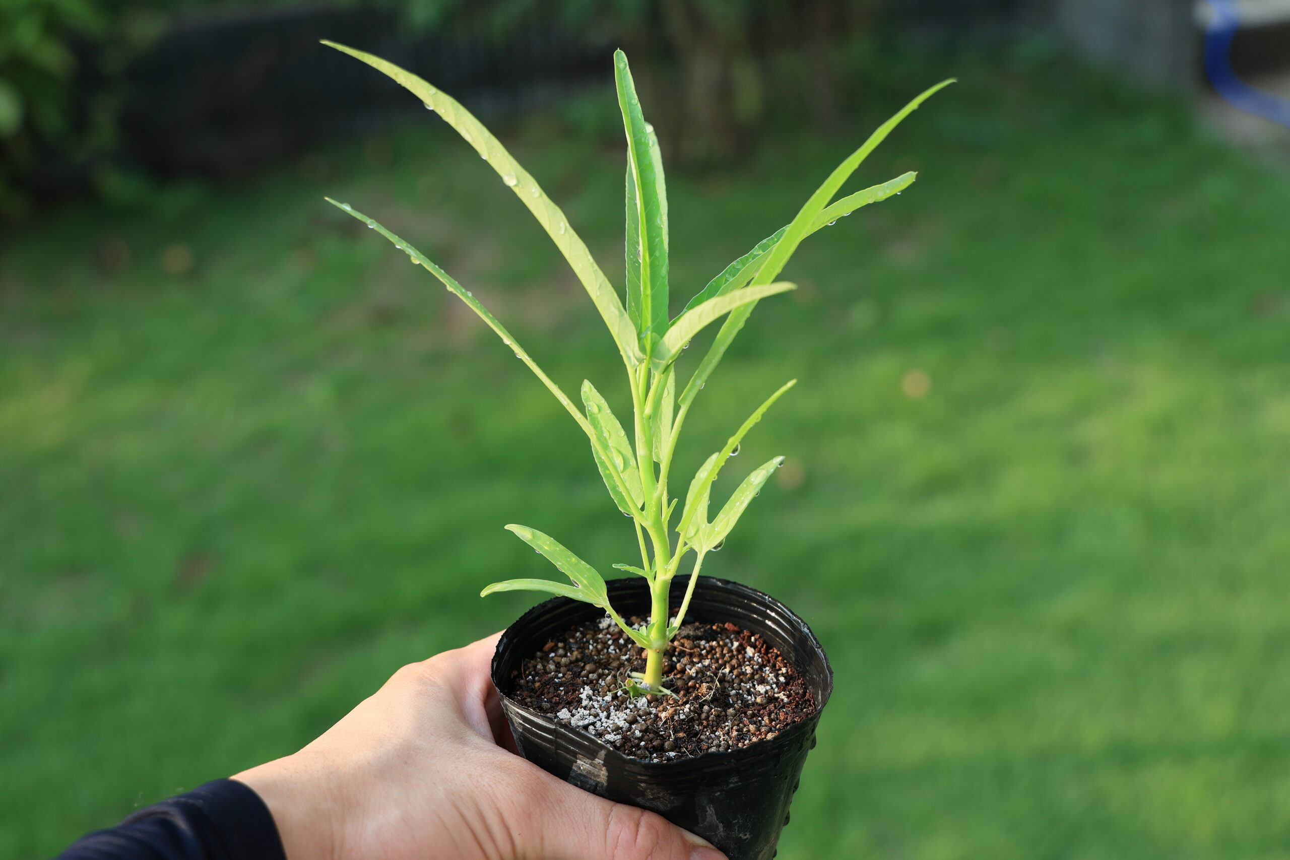 植え付け適期の空心菜