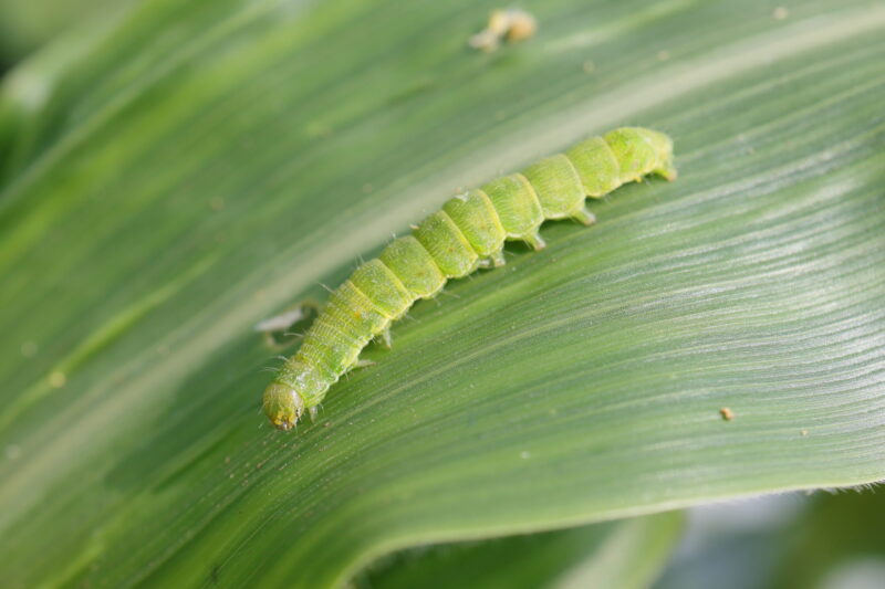 ゼンターリはチョウ目害虫に効く