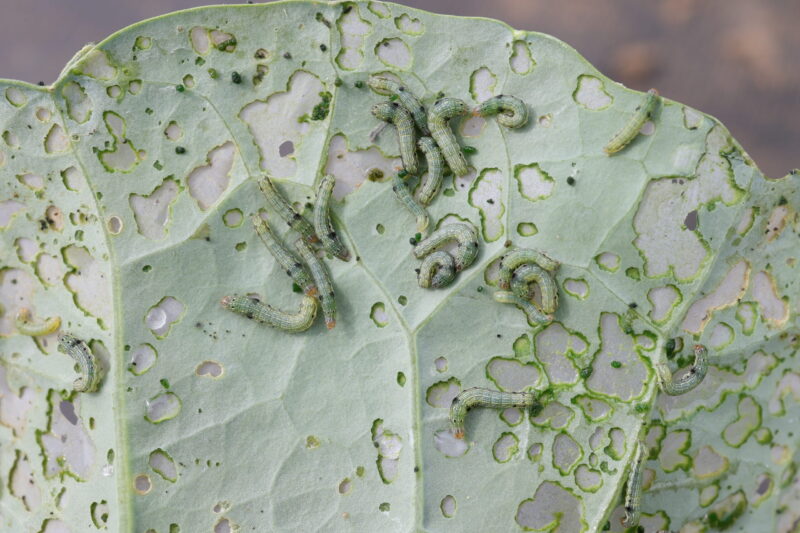 ゼンターリはチョウ目害虫に効く