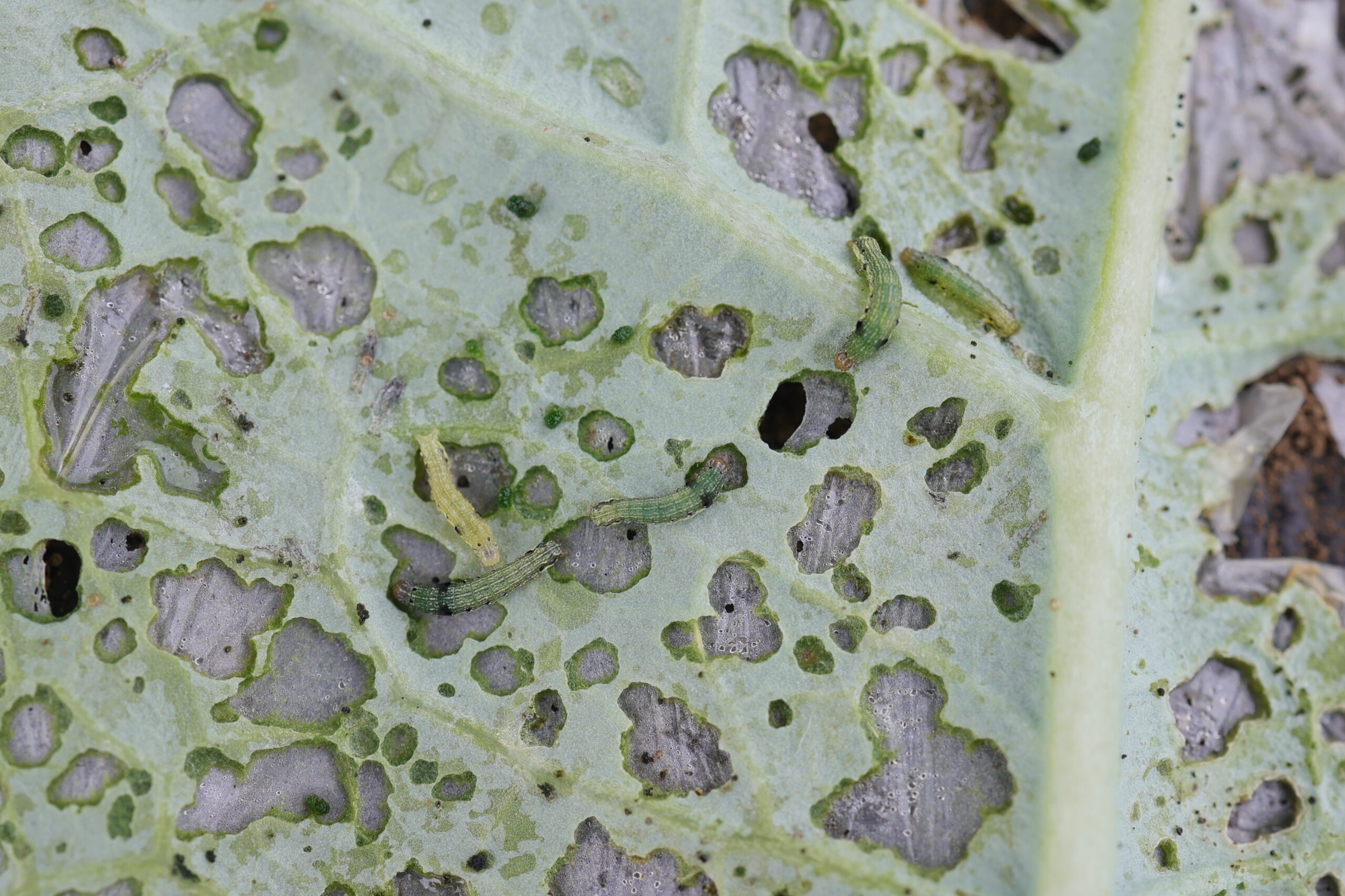 薬液散布後、10～15分ほどで食害が止まった