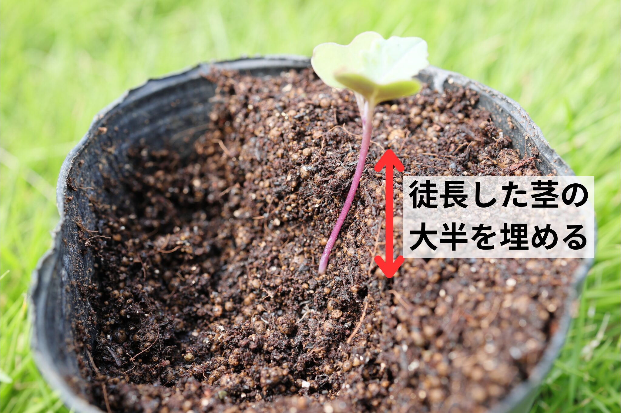 徒長した茎を地中に埋める