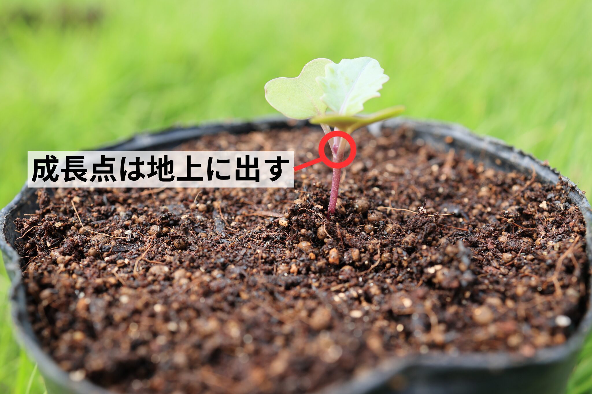 成長点は地上に出す