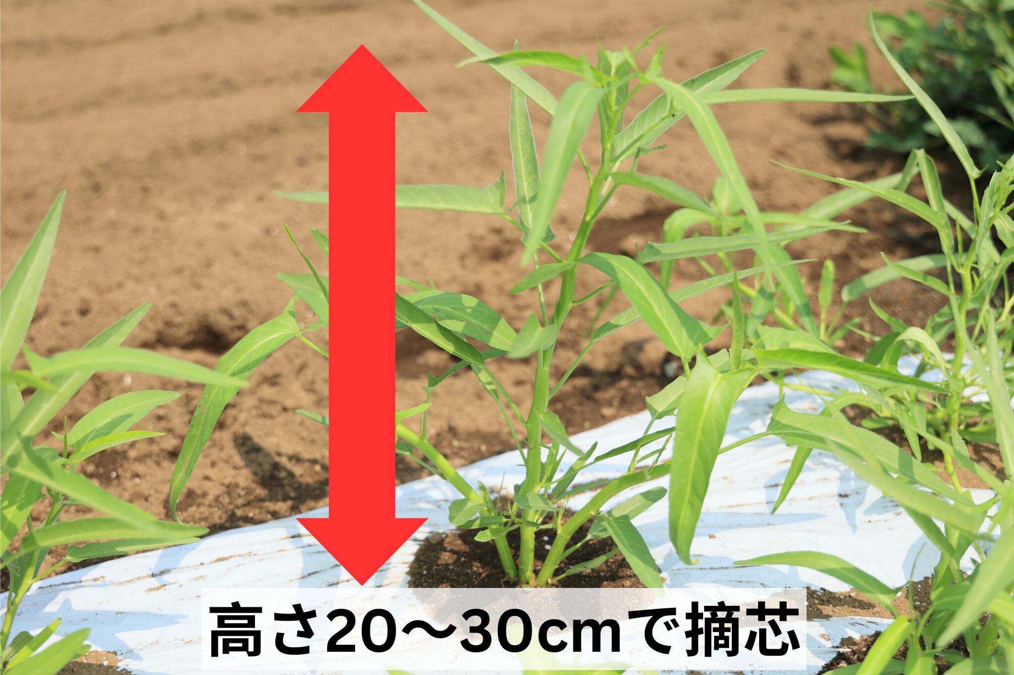 空心菜は高さ20~30cmで摘芯