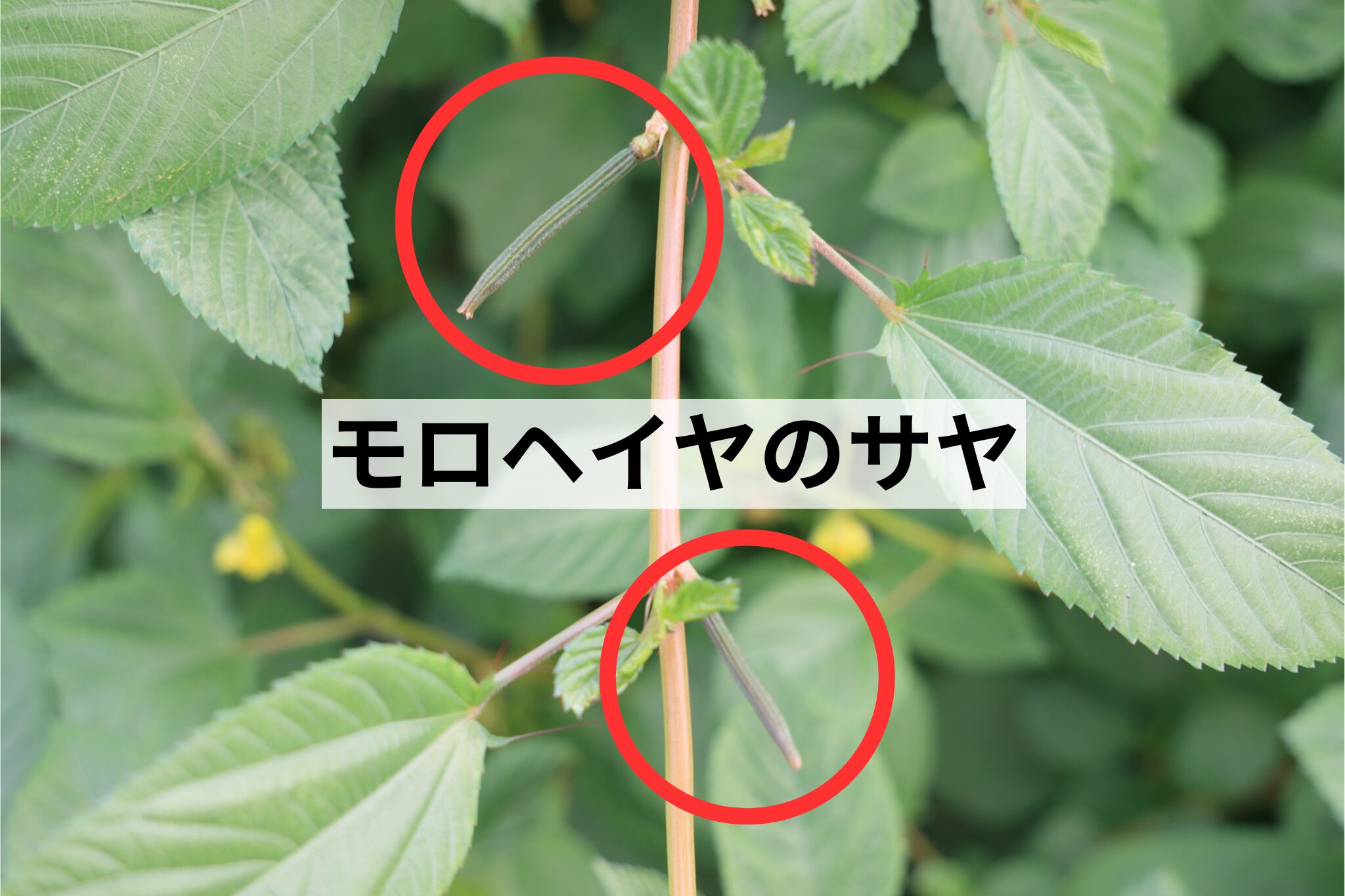 モロヘイヤのサヤ