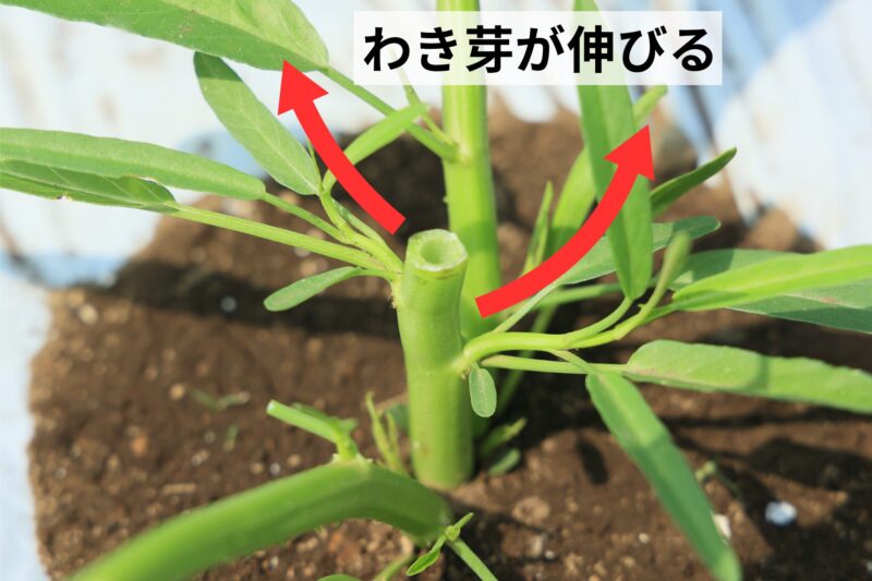 わき芽が伸びる