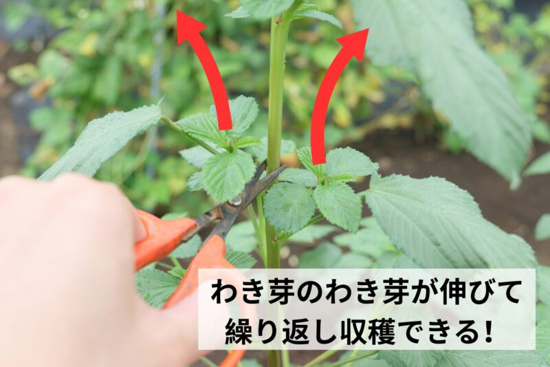 わき芽のわき芽が伸びて繰り返し収穫できる