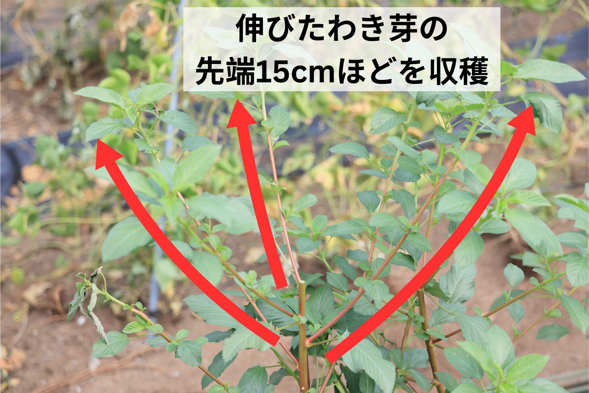 伸びたわき芽の先端15cmほどを収穫