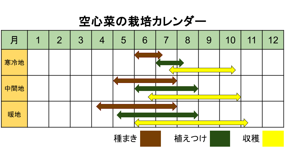 空心菜の栽培カレンダー