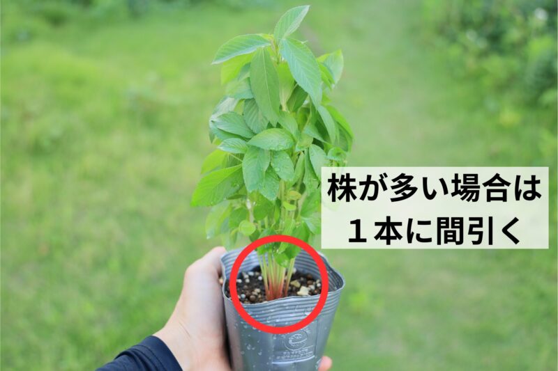 購入したモロヘイヤの苗は１本に間引く