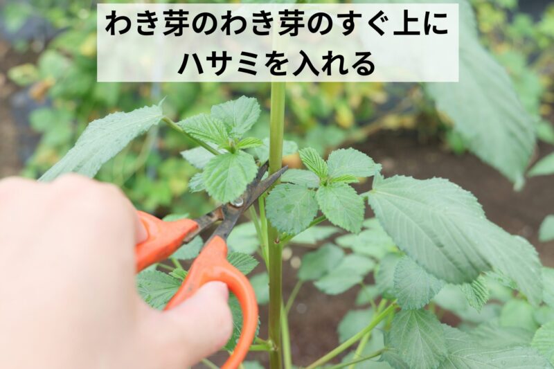 わき芽のわき芽のすぐ上にハサミを入れる
