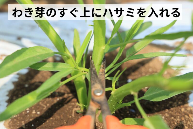 わき芽のすぐ上にハサミを入れる