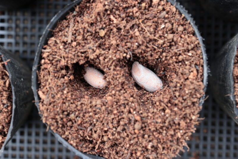 ポリポットには2粒ずつ蒔く