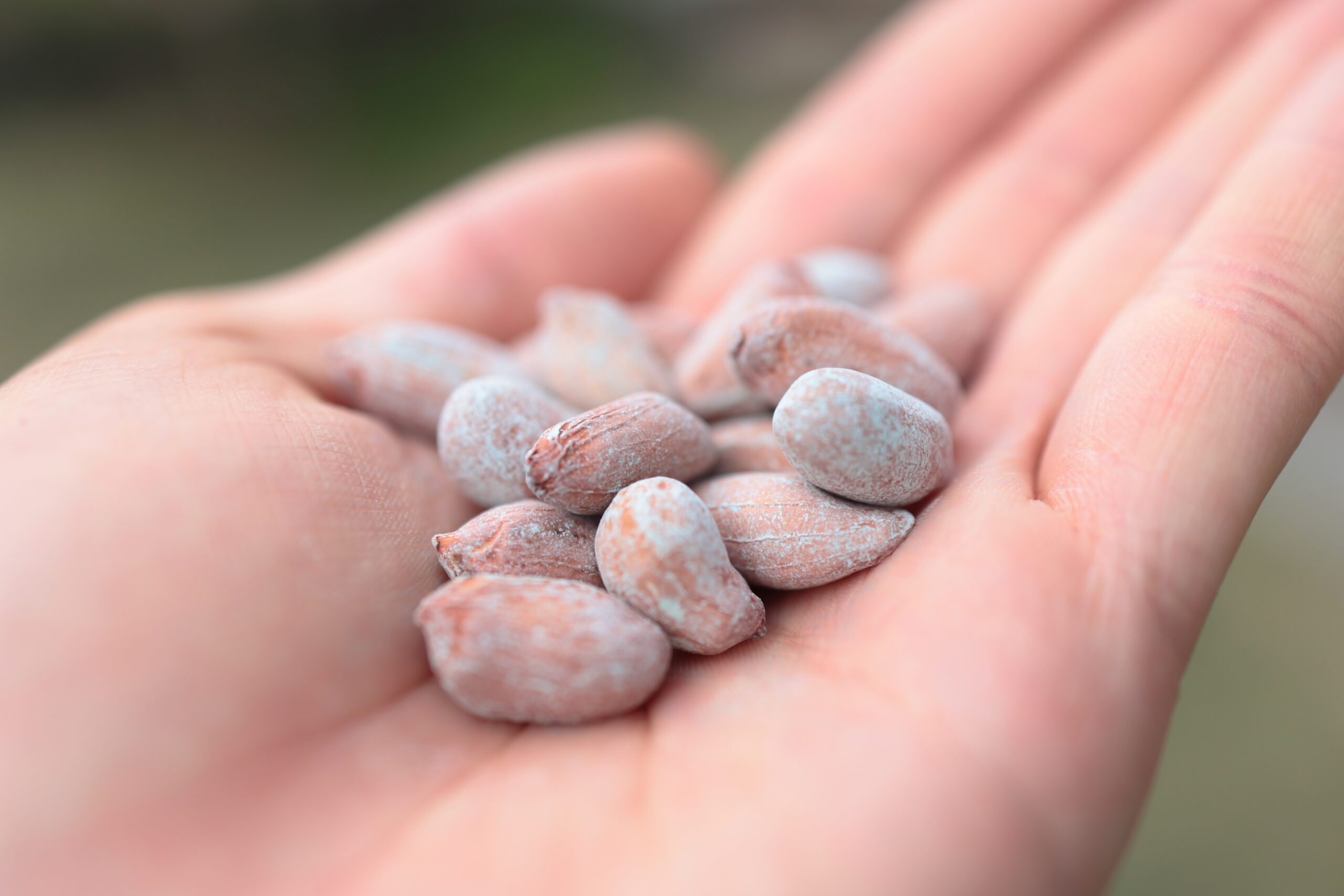 おおまさりは鳥も大好き