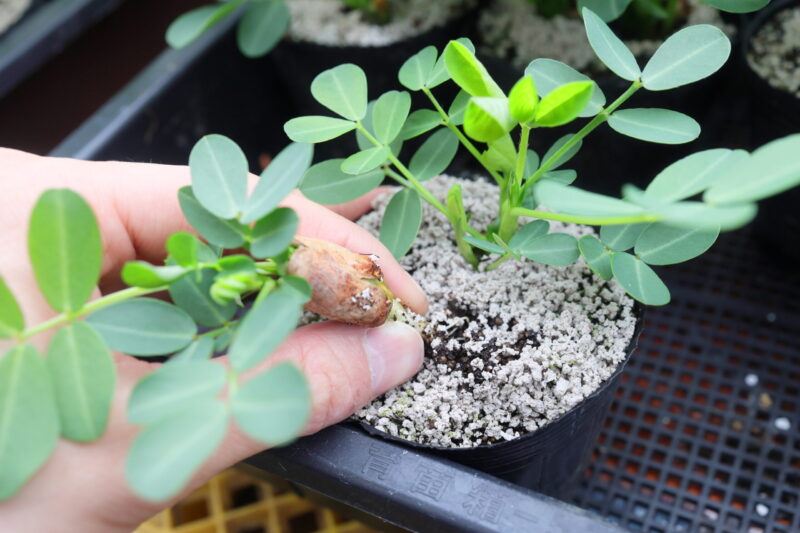 生育の良い株を1本残して他は間引き