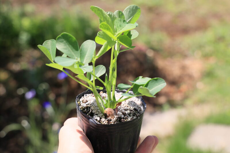 本葉3~4枚で植え付け適期