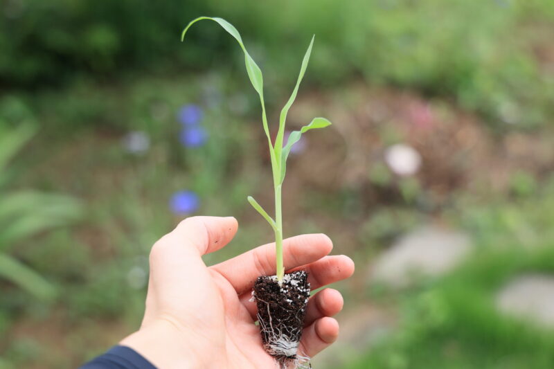 植え付け適期のトウモロコシ苗