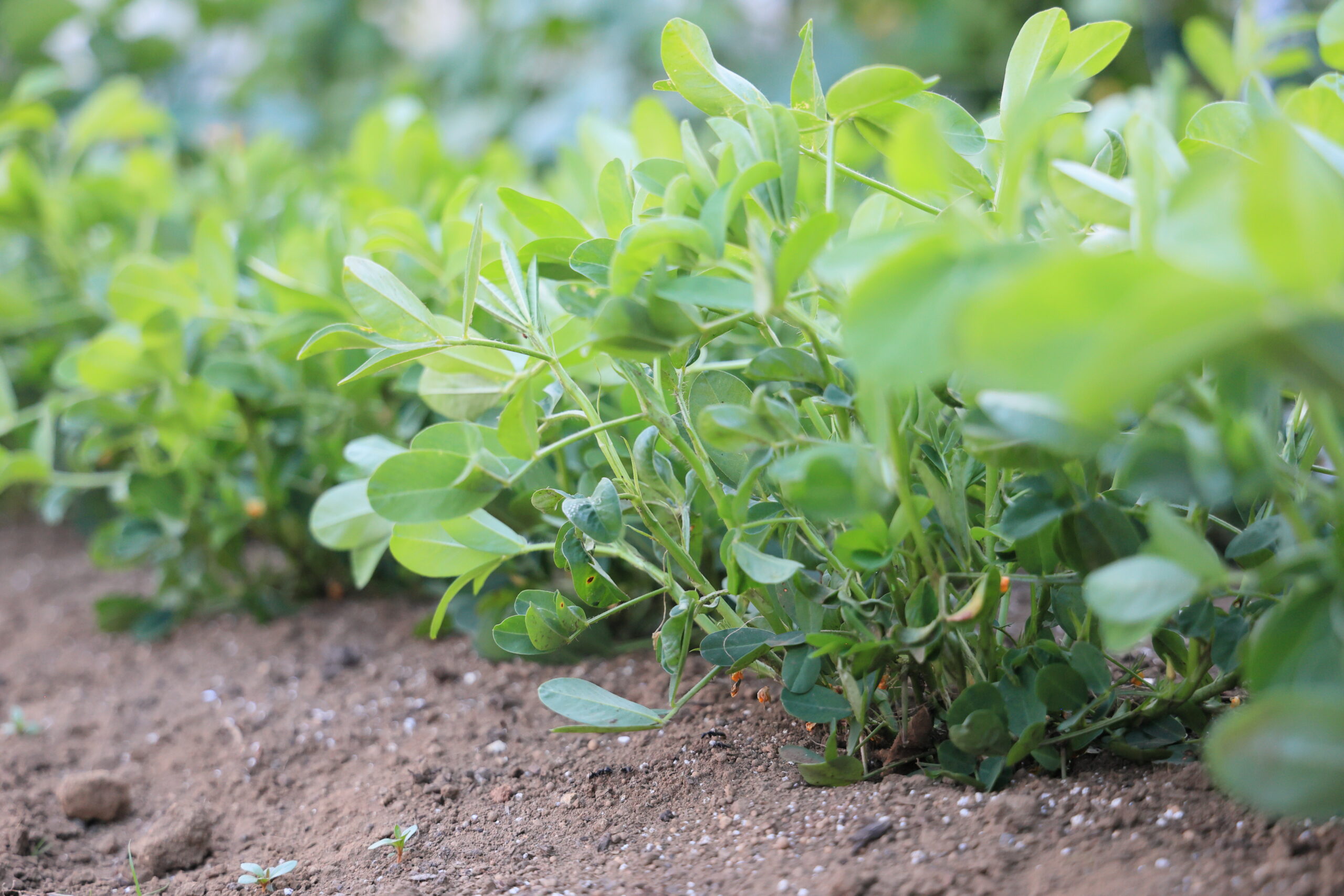 おおまさりは生育旺盛で病害虫に強い