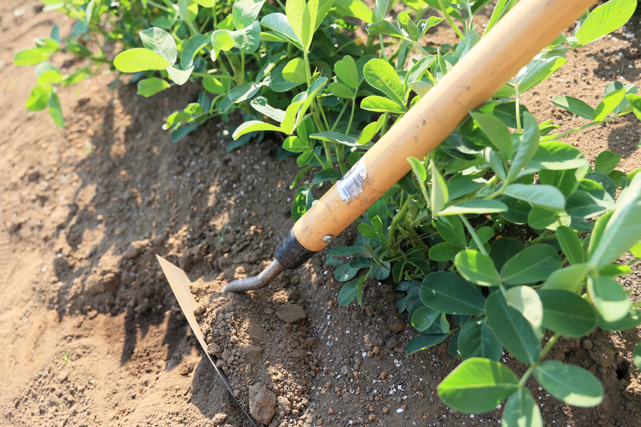 マルチ剥がしと土寄せはセットで行う