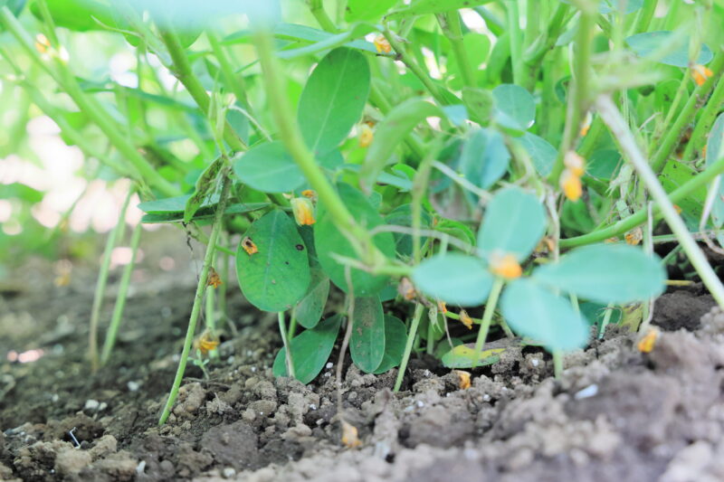 開花後、子房柄が土の中に潜る