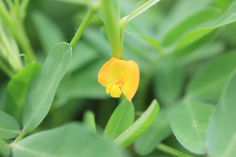 おおまさりの花