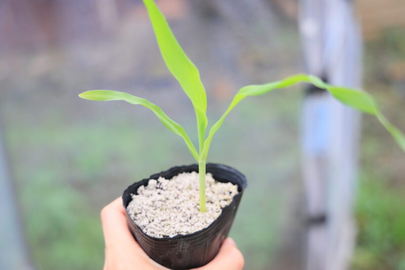 植え付け適期のトウモロコシ苗
