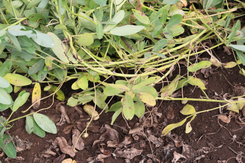 葉や茎が黄色っぽくなり始めたら収穫時期