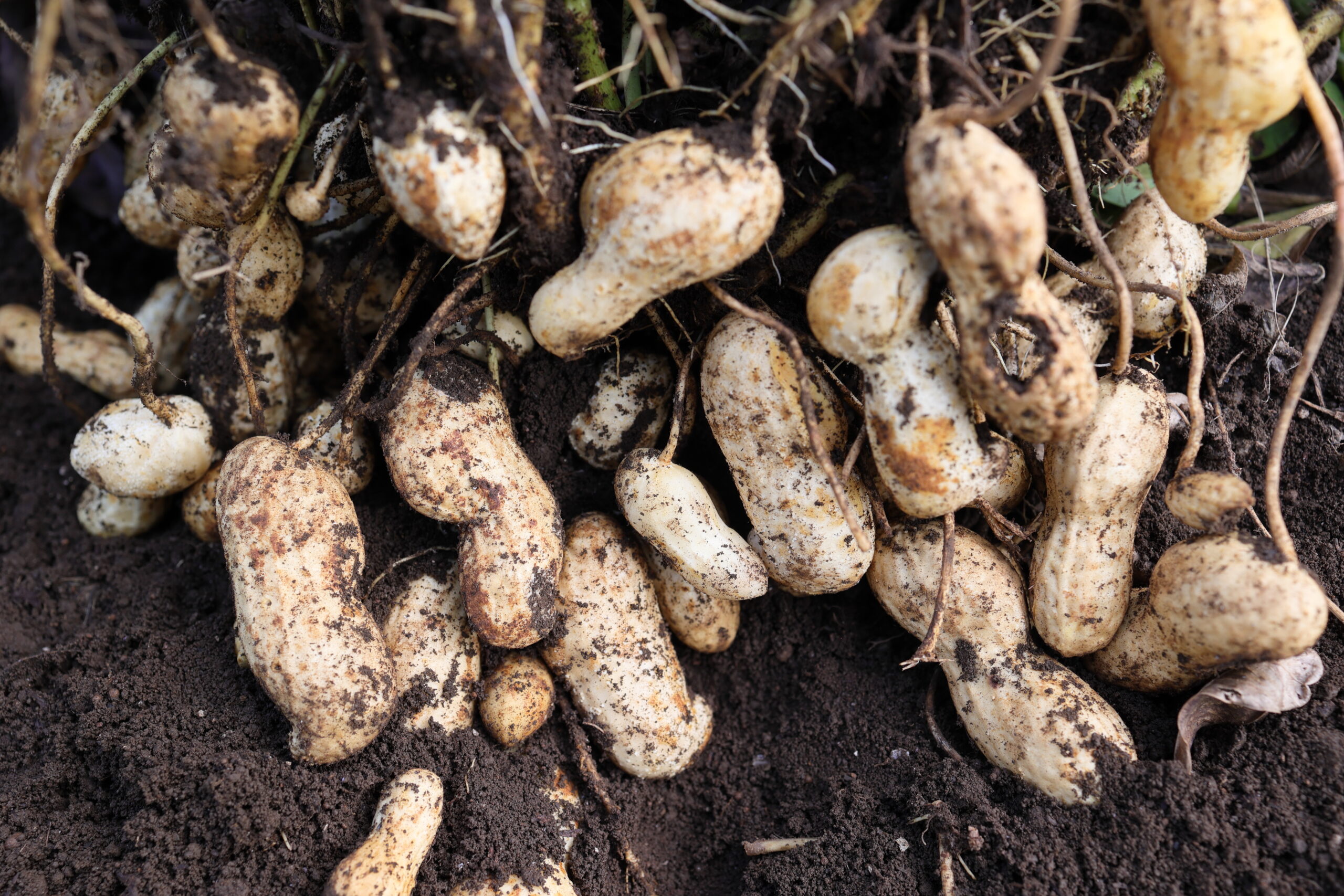 掘り上げたおおまさり